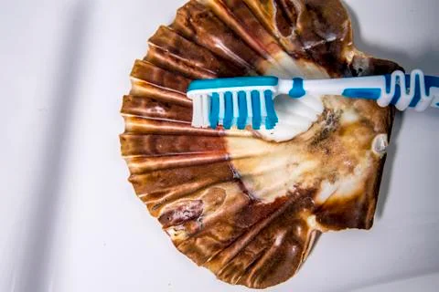 Toothbrush on a shell at the sink Foto stock