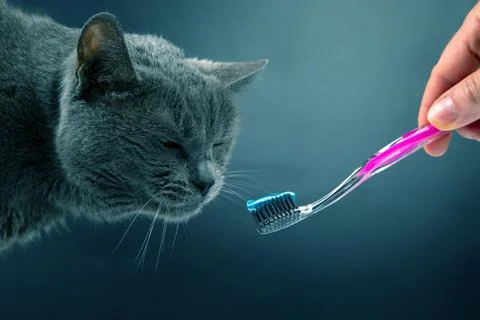 Toothbrush with toothpaste for brushing teeth with a gray cat. feline veterin Stock Photos