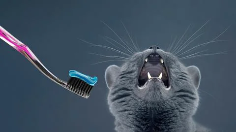 Toothbrush with toothpaste for brushing teeth with a gray cat. feline veterin Stock Photos