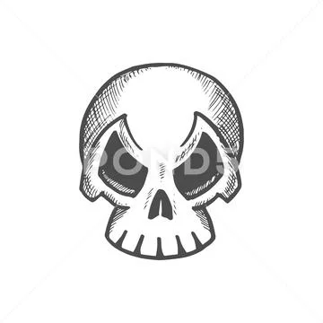 Skull Drawing Line On Paper Vector Illustration.Sketch Head Bone Art.Human Skull  Draw Royalty Free SVG, Cliparts, Vectors, and Stock Illustration. Image  119281402.