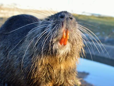 Toothed nutria Stock Photos
