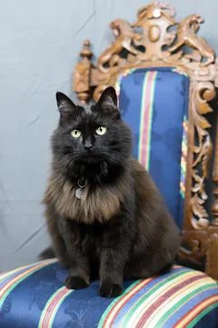 Toothless the long-haired cat Stock Photos