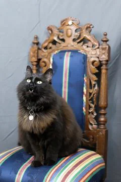 Toothless the long-haired cat Stock Photos