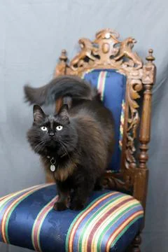 Toothless the long-haired cat Stock Photos