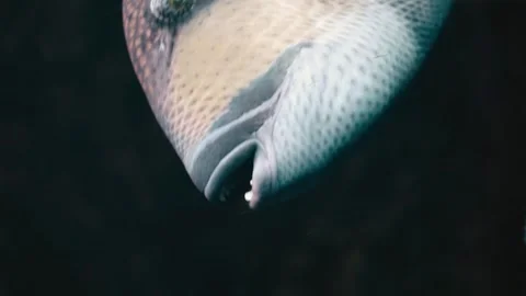 A toothy fish spins around itself underwater. Close-up shooting Stock Footage 335103575