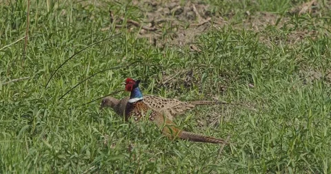 Tooting Pheasant Phasianus Colchicus in hot air and slow motion Stock Footage 307717707
