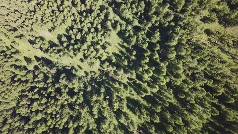 Top 90 degree view of an alpine forest, in a sunny summer day. Moving background Stock Footage 94255835