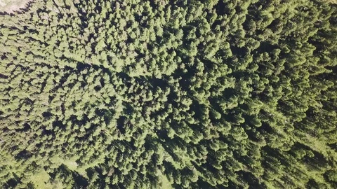 Top 90 degree view of an alpine forest, in a sunny summer day. Moving background Stock Footage 94255870