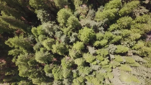 Top 90 degree view of an alpine forest, in a sunny summer day. Moving background Stock Footage 94255945