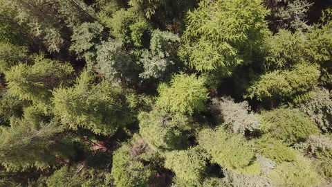 Top 90 degree view of an alpine forest, in a sunny summer day. Moving background Stock Footage 94256192