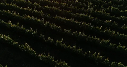 Top aerial of linear pattern of vineyard at sunset. Golden leaves volume light Stock Footage 118470284