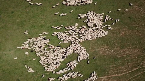 Top Aerial mixed camera moves and view Of The Sheep Herd Moving in 4K Stock Footage 107880737