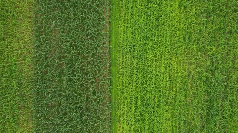Top aerial view of the cornfield Stock Footage 236976162
