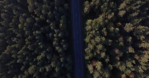 Top aerial view of dense forest local asphalt road in morning light lens flare.  Stock Footage 101264344