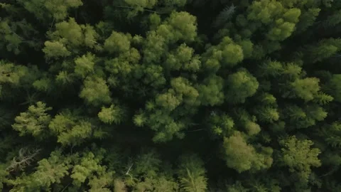 Top aerial view of dense forest Stock Footage 201802566