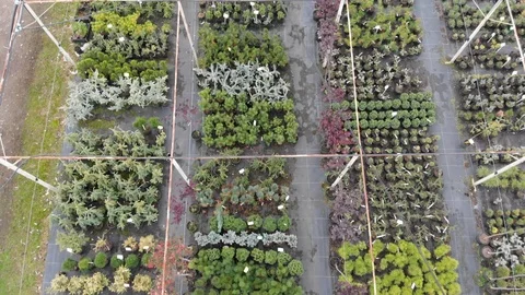 Top aerial view of different plants seedling in pots Stock Footage 122936918
