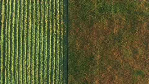 Top aerial view of double view, half agricultural field and half wild nature 動画素材 155323307