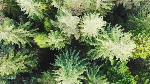 Top aerial view, flying over pine tree forest Stock Footage 123397295