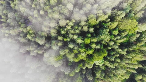 Top aerial view, flying over pine tree forest Stock Footage 125228559