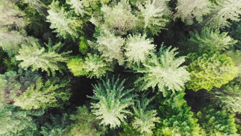 Top aerial view, flying over pine tree forest Stock Footage 127080961