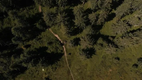 Top aerial view over a pathway and a pine forest Stock Footage 106393167