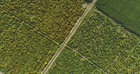 Top aerial View of plantation in rectangular plots, 4k footage 스톡 동영상 329700962