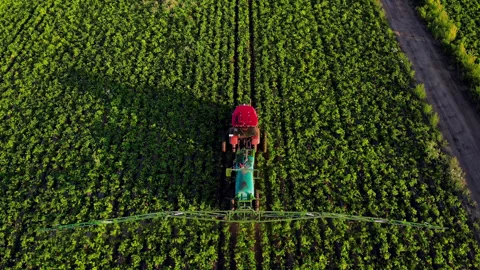 Top aerial view process of spraying with chemicals and pesticides fields with Video stock 224393929