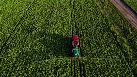 Top aerial view process of spraying with chemicals and pesticides fields with Stock Footage 230203284