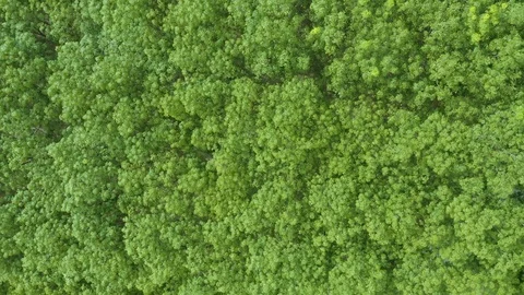 Top aerial view of rubber tree forest by a drone Stock Footage 120654524