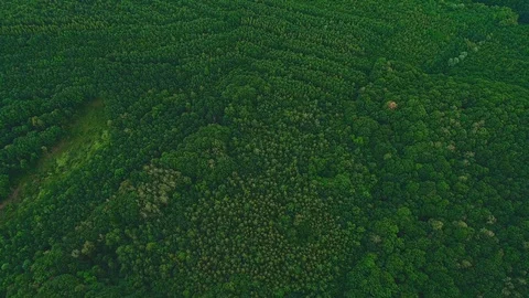 Top, aerial view. Thick-set green trees are moving slowly. Drone footage. 4K. Video stock 111070017