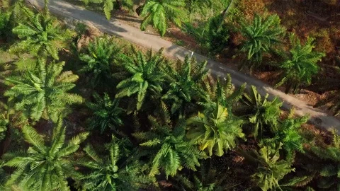 Top aerial view of trees and oil palm trees Stock Footage 116319166
