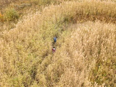 Top aerial view of two people walk in the high grass field outdoor Stock Photos