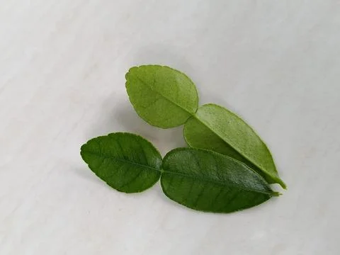 Top And Bottom Surfaces Of Kaffir Lime Leaves Isolated On White Background Stock Photos