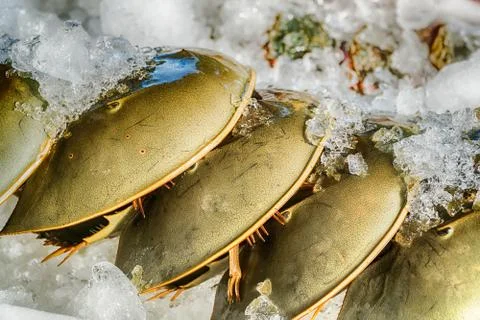 Top and Under Shell of Horseshoe Crab on Ice Stock Photos