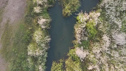 Top angel shot of river surrounded by and and green flowers. Stock Footage 254272971