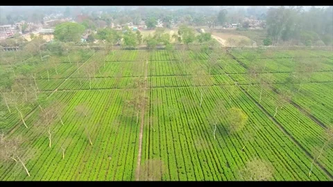 Top angle aerial drone view of lush green tea garden in Tezpur Assam Stock Footage 339268364