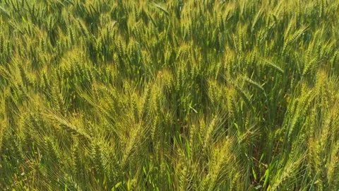 Top Angle Closeup of Green Wheat Swaying Stock Footage 333824902