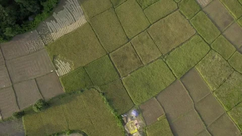 Top angle drone aerial shot of paddy field ready to harvest, Konkan, India  스톡 동영상 337454923