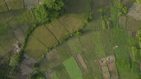 Top angle movement shot of square shaped paddy field ready to harvest, India 動画素材 337455095