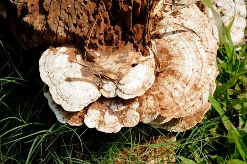 Top angle of mushrooms on tree stump, Khandala, Maharashtra, India Stock Photos