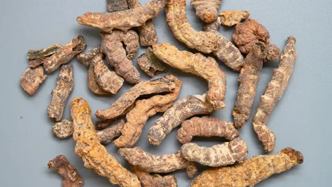 Top angle pan view Chinese medicine Jiangcan or Bombyx Batryticatus or Stiff Stock Footage 146181997