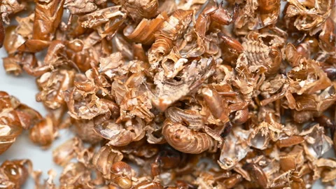 Top angle pan view Chinese medicine ChanTui or Cicadae Periostracum or Cicada Stock Footage 146362048