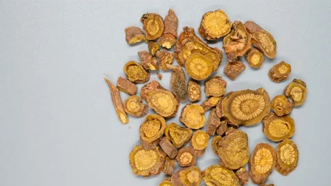 Top angle pan view herb HuangQin or Baikal Skullcap Root or Scutellariae Radi Stock Footage 145724616