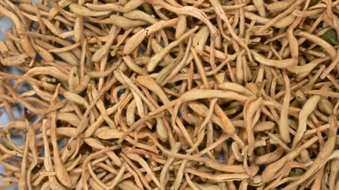 Top angle pan view herb JinYinHua or Lonicerae Japonicae Flos or Japanese Hon Stock Footage 146588333