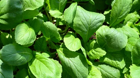 Top angle pan view watering organic vegetable Stock Footage 144357977