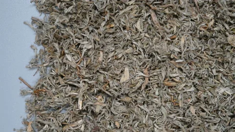 Top angle pan view YinChen or Artemisiae Scopariae Herba or Capillary Wormwoo Stock Footage 145296258