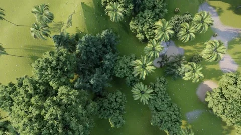 Top Angle shot of jungle in 3d	 Video stock 137331690