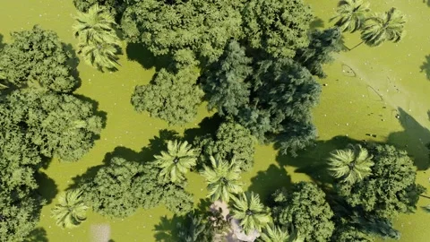 Top Angle shot of jungle in 3d	 Video stock 137331698