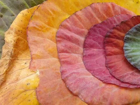Top angle shot of multi colored cabbage leaves in autumn season Stock Photos