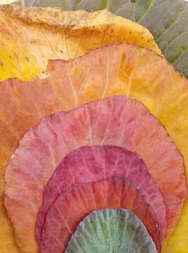 Top angle shot of multi colored cabbage leaves in autumn season 写真素材